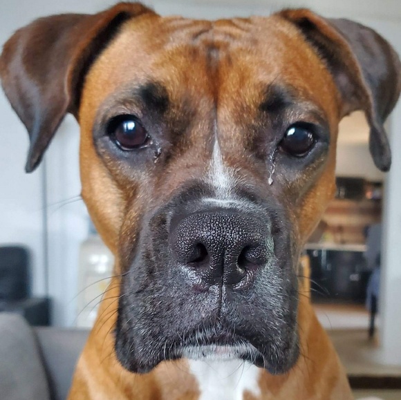 Meet your Posher, Kevin - Picture 1 of 1